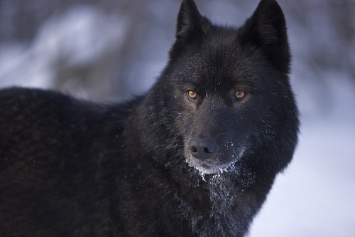 black-wolf-dominant